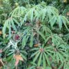 Schefflera Taiwaniana -Naturelle Boutique 1