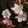 Abelia Petite Garden® Minedward 2 Abelia Petite Garden® Minedward -Naturelle Boutique ABELIA PETITE GARDEN 7882 1