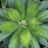 Agave Horrida 2 Agave Horrida -Naturelle Boutique AGAVE horrida IF 18988 1