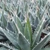 Agave Kerchovei -Naturelle Boutique AGAVE kerchovei IF 18989 1