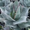 Agave Parrasana - Agave Chou -Naturelle Boutique AGAVE parrasana IF 18990 1