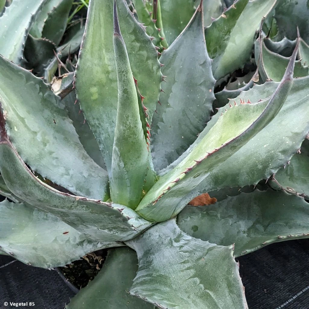 Agave Salmiana - Agave De Salm 3 Agave Salmiana - Agave De Salm