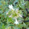 Abelia (x) Grandiflora Happy Daydream 1 Abelia (x) Grandiflora Happy Daydream -Naturelle Boutique Abelia x grandiflora Happy Daydream 89465 1