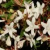 Abelia Grandiflora Sherwood -Naturelle Boutique Abelia grandiflora Sherwood 1000132 1
