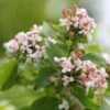 Abelia Mosanensis Sweet Emotion -Naturelle Boutique Abelia mosanensis Sweet Emotion 87089 1