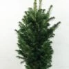 Abies Alba Pyramidalis - Sapin Blanc Nain -Naturelle Boutique Abies alba Pyramidalis 606002 1