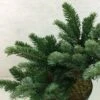 Abies Amabilis Spreading Star - Sapin Gracieux Nain -Naturelle Boutique Abies amabilis Spreading Star 607002 1