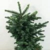 Sapin Noble - Abies Procera Bizarro -Naturelle Boutique Abies procera Bizarro 616002 1