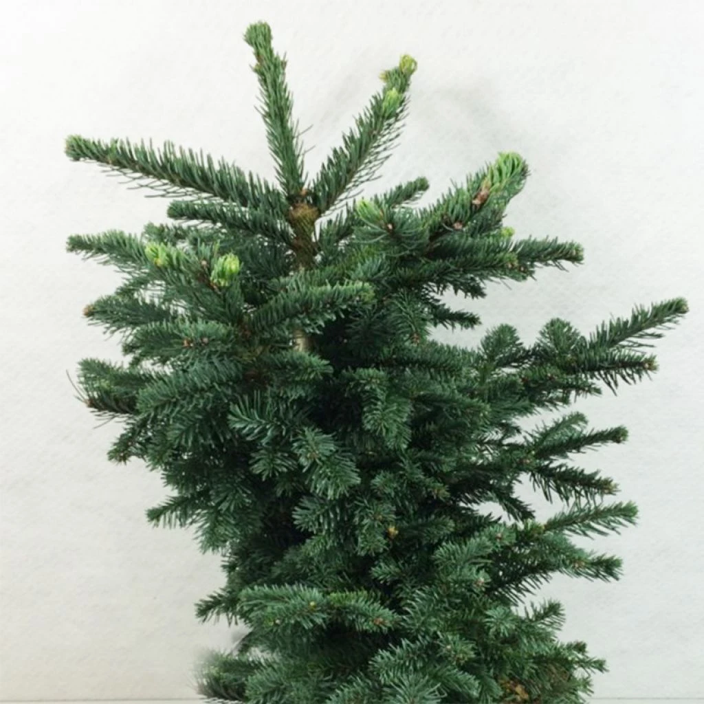 Sapin Noble - Abies Procera Bizarro 3 Sapin Noble - Abies Procera Bizarro