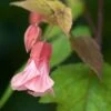 Abutilon Pink Charm -Naturelle Boutique Abutilon Pink Charm V 18700 1