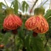 Abutilon Striatum Redvein -Naturelle Boutique Abutilon redvein IF 17337 1