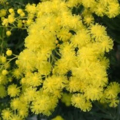 Mimosa - Acacia Dealbata