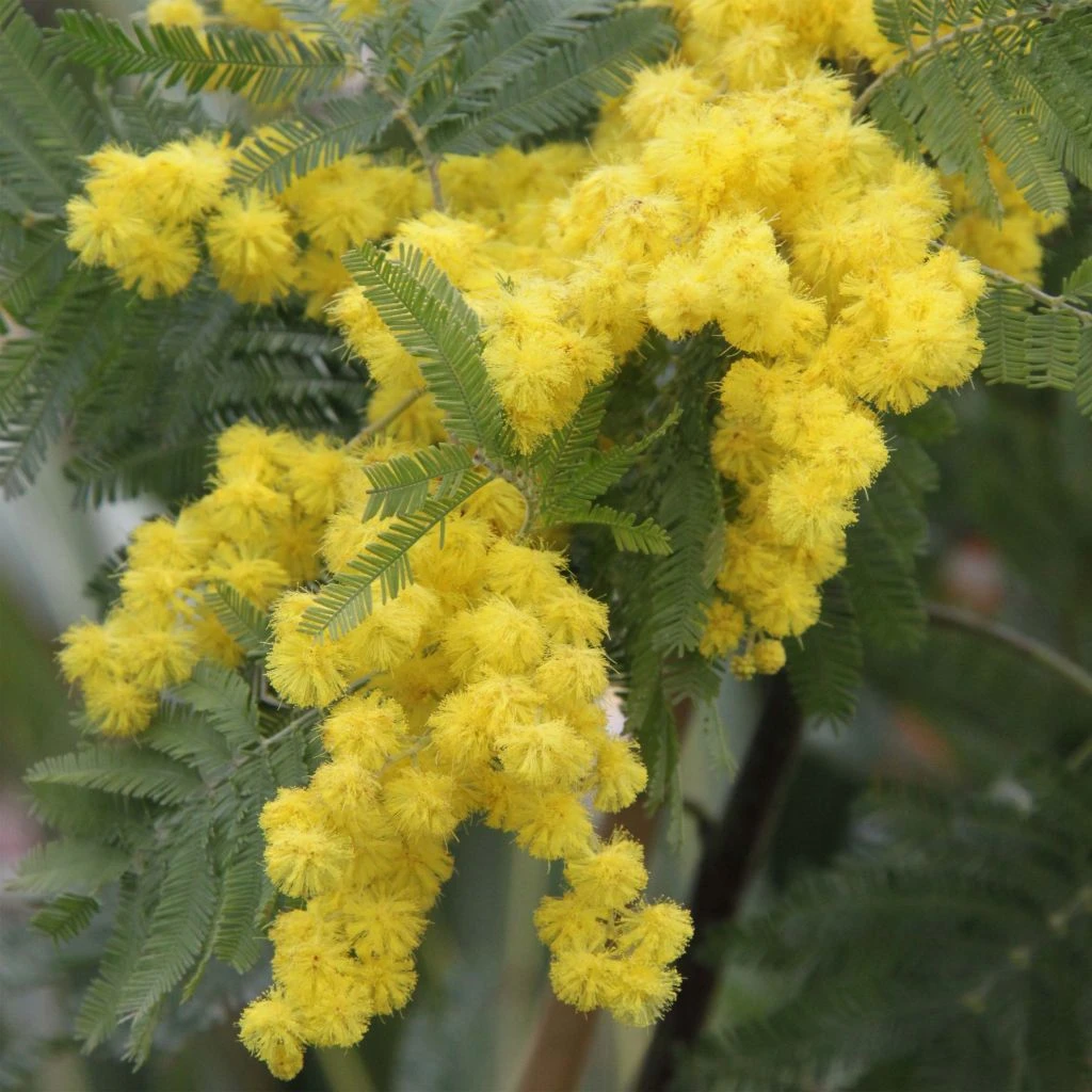 Acacia Dealbata Gaulois Astier GREFFE - Mimosa Des Fleuristes 3 Acacia Dealbata Gaulois Astier GREFFE - Mimosa Des Fleuristes