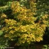 Erable Hybride - Acer X Orientalia Minorient 2 Erable Hybride - Acer X Orientalia Minorient -Naturelle Boutique Acer X ORIENTALIA Minorient 83936 1