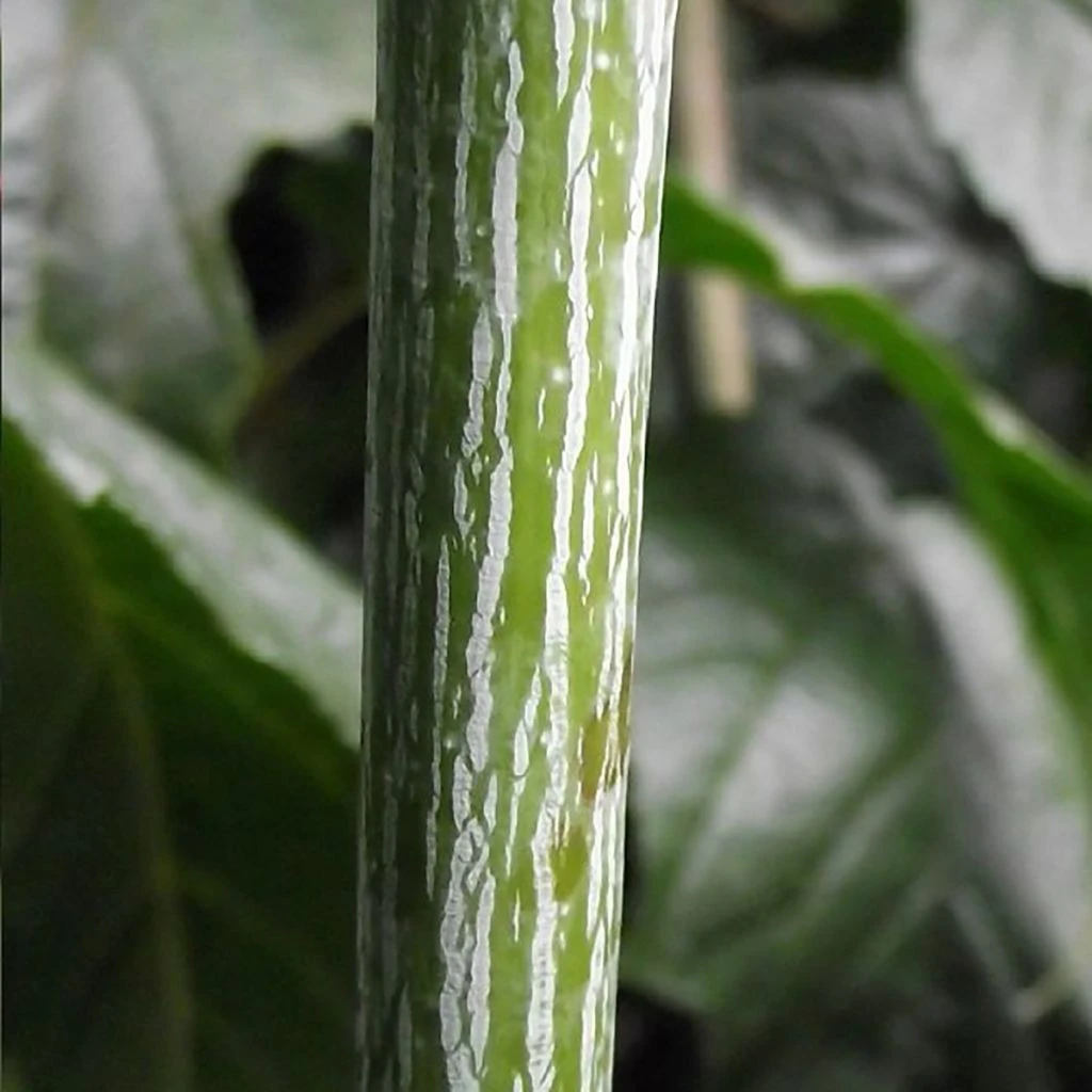 Acer Conspicuum Silver Vein - Erable à Peau De Serpent 3 Acer Conspicuum Silver Vein - Erable à Peau De Serpent