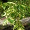 Érable à Feuille De Frêne Panaché - Acer Negundo Aureovariegatum -Naturelle Boutique Acer negundo Aureovariegatum 100040 1
