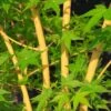 Érable Du Japon Bi Hoo - Acer Palmatum 2 Érable Du Japon Bi Hoo - Acer Palmatum -Naturelle Boutique Acer palmatum Bi Hoo 89579 1