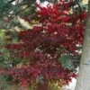 Érable Du Japon - Acer Palmatum Bloodgood -Naturelle Boutique Acer palmatum Bloodgood 83910 1