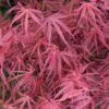 Erable Du Japon - Acer Palmatum Red Pygmy 1 Erable Du Japon - Acer Palmatum Red Pygmy -Naturelle Boutique Acer palmatum Red Pygmy 83922 1
