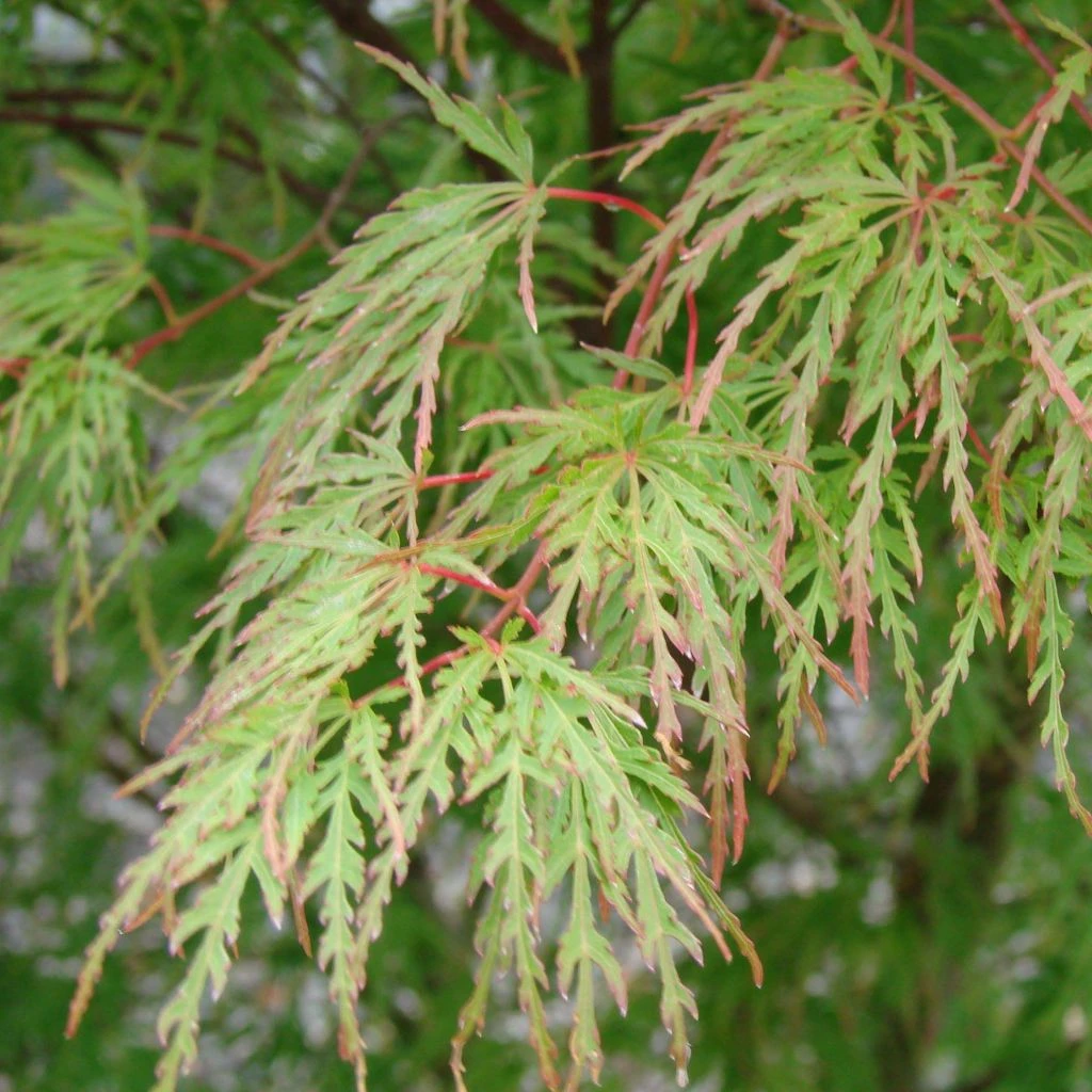 Érable Du Japon - Acer Palmatum Seiryu 3 Érable Du Japon - Acer Palmatum Seiryu