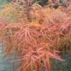 Erable Du Japon - Acer Palmatum Villa Taranto -Naturelle Boutique Acer palmatum Villa taranto 83928 1