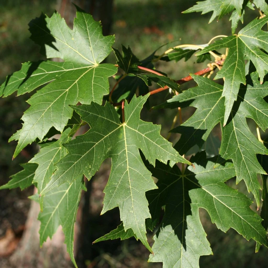Acer Saccharinum Laciniatum Wieri - Érable Argenté 3 Acer Saccharinum Laciniatum Wieri - Érable Argenté