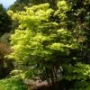 Érable Du Japon - Acer Shirasawanum Aureum -Naturelle Boutique Acer shirasawanum Aureum ld wlcutler 781553 1