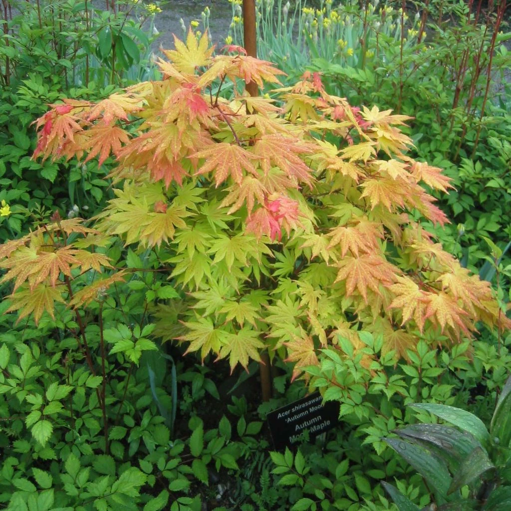 Érable Du Japon - Acer Shirasawanum Autumn Moon 3 Érable Du Japon - Acer Shirasawanum Autumn Moon