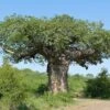 Adansonia Digitata - Baobab Africain 1 Adansonia Digitata - Baobab Africain -Naturelle Boutique Adansonia digitata 89876 1