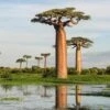 Adansonia Grandidieri - Baobab De Madagascar -Naturelle Boutique Adansonia grandidieri 89877 1