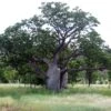 Adansonia Gregorii - Petit Baobab Australien 1 Adansonia Gregorii - Petit Baobab Australien -Naturelle Boutique Adansonia gregorii 89878 1