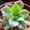 Aeonium Leucoblepharum
