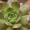 Aeonium Occidentale -Naturelle Boutique Aeonium occidentale V 18020 1