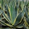 Agave Americana Variegata - Agave D'Amérique -Naturelle Boutique Agave americana Variegata 83219 1