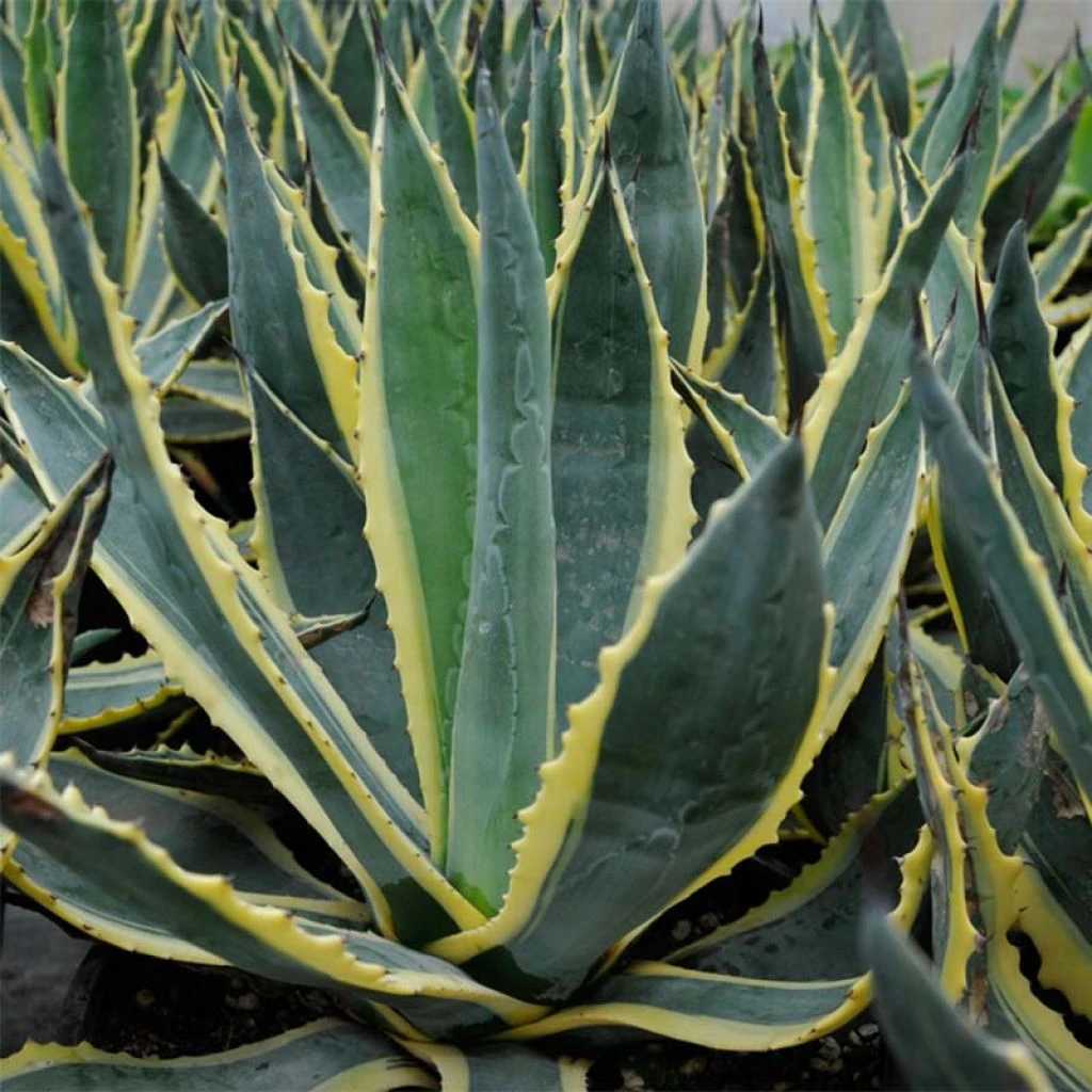 Agave Americana Variegata - Agave D'Amérique 3 Agave Americana Variegata - Agave D'Amérique