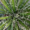Agave Filifera -Naturelle Boutique Agave filifera copyright 832202 1