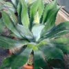 Agave Parryi Neomexicana -Naturelle Boutique Agave parryi neomexicana 83226 1
