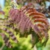 Albizia Julibrissin Evey's Pride - Arbre De Soie -Naturelle Boutique Albizia julibrissin Evey s Pride copyright 1000641 FE