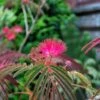 Albizia Julibrissin Evi's Purple - Arbre à Soie 1 Albizia Julibrissin Evi's Purple - Arbre à Soie -Naturelle Boutique Albizia julibrissin Evis Purple Arbre a soie 16197 1