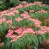 Albizia Julibrissin Ombrella - Arbre à Soie -Naturelle Boutique Albizia julibrissin Ombrella ld wlcutler 781540 1