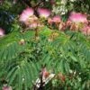 Albizia Julibrissin Rosea - Arbre à Soie Rose -Naturelle Boutique Albizia julibrissin Rosea 87575 1