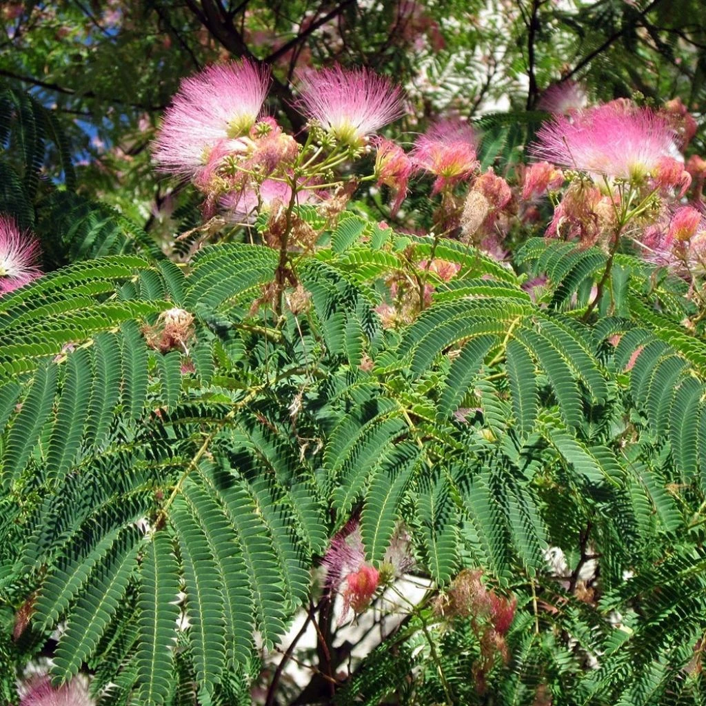 Albizia Julibrissin Rosea - Arbre à Soie Rose 3 Albizia Julibrissin Rosea - Arbre à Soie Rose