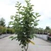 Amelanchier Canadensis Rainbow Pillar 1 Amelanchier Canadensis Rainbow Pillar -Naturelle Boutique Amelanchier canadensis RAINBOW PILLAR 83941 1