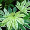 Fatsia Japonica Spider's Web - Faux-aralia Panaché -Naturelle Boutique Aralia Fatsia japonica Spider s Web 83007 FE