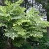 Aralia Elata Golden Umbrella - Angélique En Arbre -Naturelle Boutique Aralia elata Aureovariegata 81414 1