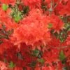 Azalée De Chine Koster's Brilliant Red - Azalea Mollis 2 Azalée De Chine Koster's Brilliant Red - Azalea Mollis -Naturelle Boutique Azalea de Chine Brilliant Red 84817 1