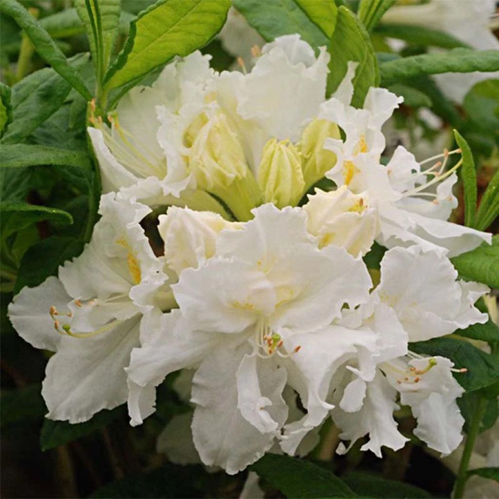 Azalée De Chine White Frills - Azalea Mollis 3 Azalée De Chine White Frills - Azalea Mollis