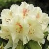 Azalée De Chine Harvest Moon - Azalea Mollis -Naturelle Boutique Azalee de Chine Harvest Moon 84816 1