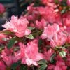 Azalée Japonaise Blaauw's Pink - Rhododendron Hybride 2 Azalée Japonaise Blaauw's Pink - Rhododendron Hybride -Naturelle Boutique Azalee japonaise Blaauw s Pink 85720 1
