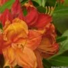 Azalée Glowing Embers - Rhododendron Molle 1 Azalée Glowing Embers - Rhododendron Molle -Naturelle Boutique Azalee mollis Glowing Embers 82635 1